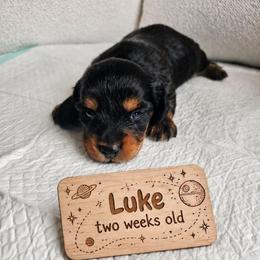 Luke - Black and tan male Dachshund puppy in Inman, South Carolina from Shadow Acres