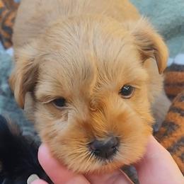 Penny - Wheaten female Miniature Schnauzer puppy in Brigham, Utah from Onesmallschnauzer