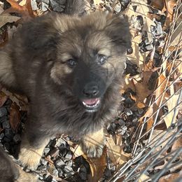 Hazen (pink collar) - Sable female German Shepherd puppy in Jerusalem, Arkansas from Sudenblick German Shepherds