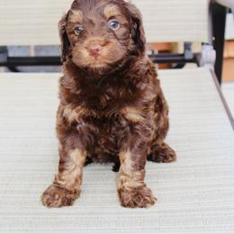 Fudgemallow - Tri-color male Bernedoodle puppy in Ohio from Moore Doodles
