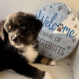 Clover - Black tri male Miniature Australian Shepherd puppy in Nashville, Tennessee from Little B’s Aussies