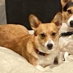 Kona - Pembroke Welsh Corgi