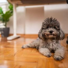 Dolly - Poodle