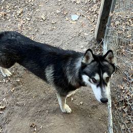 Thor - Alaskan Husky
