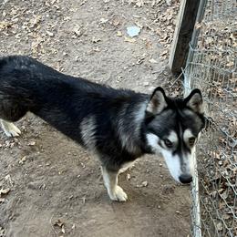 Thor - Alaskan Husky