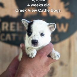 Boy 1 - Blue mottled male Australian Cattle Dog puppy in Monroe, North Carolina from Creek View Cattle Dogs