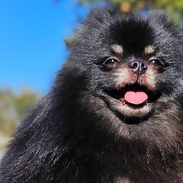 Cruella - Pomeranian