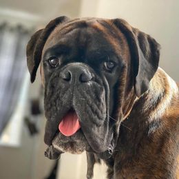 Boxer Puppies from Mount Juliet Boxers of Nabors