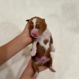 Twix - Red  male Goldendoodle puppy in Rio Linda, California from Plush Doodles