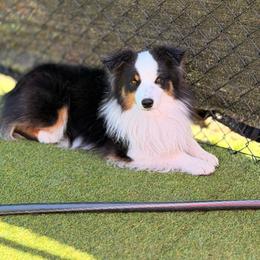 Echo - Miniature American Shepherd