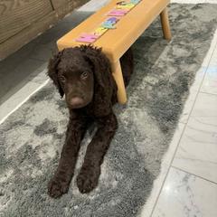 Axle - Liver male Curly-Coated Retriever puppy in Salt Lake City, Utah from Betacoil Curly Coated Retrievers