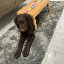 Axle - Liver male Curly-Coated Retriever puppy in Salt Lake City, Utah from Betacoil Curly Coated Retrievers