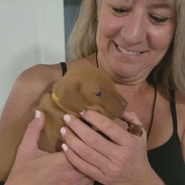 Yellow Boy #3 - Golden rust Vizsla puppy in Destin, Florida from Vizslas of Northwest Florida