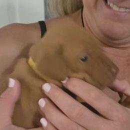 Yellow Boy #3 - Golden rust Vizsla puppy in Destin, Florida from Vizslas of Northwest Florida