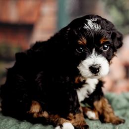 Sol - Tri-color male Bernedoodle puppy in Athens, Alabama from Brewing Doodles