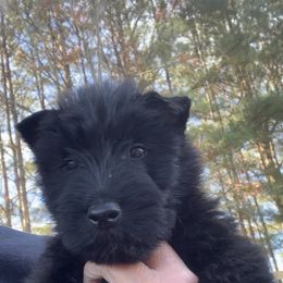 Scottish Terrier Puppies from Gina Smith