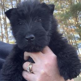 Scottish Terrier Puppies from Gina Smith
