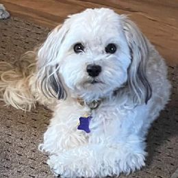 Kricket - Havanese