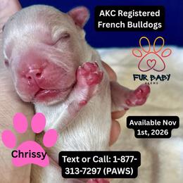 Chrissy - White female French Bulldog puppy in Michigan from Fur Baby Farms