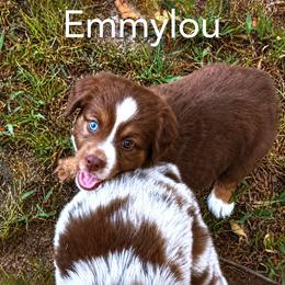 Emmylou - Red tri-color female Miniature American Shepherd puppy in Prairie Grove, Arkansas from IQ Farms