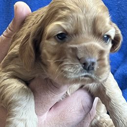 Francesca - Buff female Cocker Spaniel puppy in Tappahannock, Virginia from Maplefox’s Cocker Spaniels