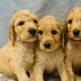 Goldendoodles from Dallas Golden Doodles