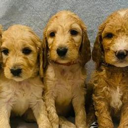 Goldendoodles from Dallas Golden Doodles
