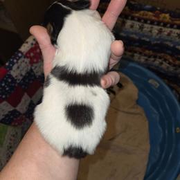 Girl 1 - White black and tan female Papillon puppy in Forest City, North Carolina from Eastern Papillions
