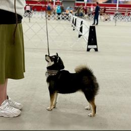 Blackberry - Shiba Inu