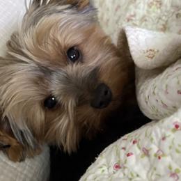 Yorkshire Terriers from Sunset Ranch