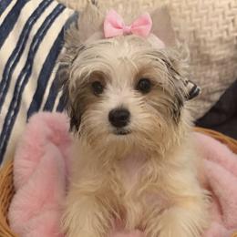 Yorkshire Terrier puppies from Everyonelovesyorkies