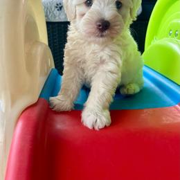 Wilson - Wheaten male Miniature Schnauzer puppy in Canyon Lake, Texas from Chambers Schnauzers