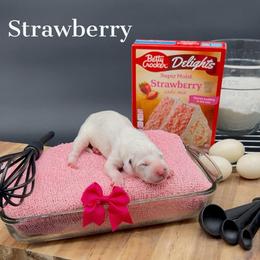 Dalmatian, Poodle, and Rhodesian Ridgeback Puppies from Ruffles, Ridges, & Spots!