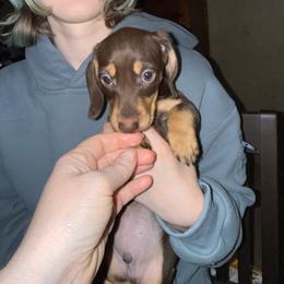 Oreo - Chocolate and cream male Dachshund puppy in Canton, Texas from Bonnie and Clyde Dachshunds