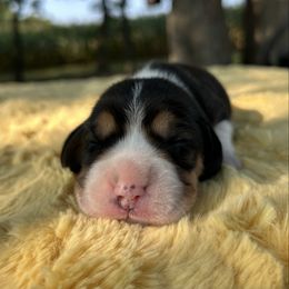 AKC Pumpkin - Black tan and white female Beagle puppy in Chillicothe, Missouri from Tymber Lake Beagles