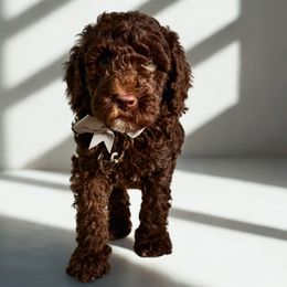 Grey - Chocolate female Australian Labradoodle puppy in Milton, North Carolina from Good Day Doodles