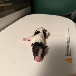 Girl 1 - White black and tan female Papillon puppy in Fremont, Michigan from Barque