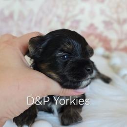 Moana - Black and tan female Yorkshire Terrier puppy in Bradley, South Carolina from Diamonds & Pearls Yorkshire Terriers