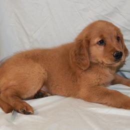 Scone - Dark golden female Golden Retriever puppy in New Weston, Ohio from Bertke AKC Golden Retrievers and Bernese Mountain Dogs