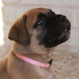 Light pink girl - Fawn female Bullmastiff puppy in Lorena, Texas from Central Texas Bullmastiffs