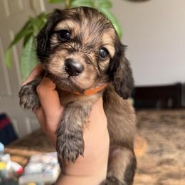 Moe - Cream male Dachshund puppy in Yuba City, California from Mulberry Dachshunds