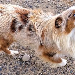 Cassie - Miniature American Shepherd