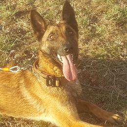 Banshee - Belgian Malinois