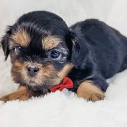 Boo Bear - Black and tan male Shih Tzu puppy in Jacksonville, Florida from Shih Tzus of Jacksonville