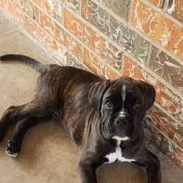 Boxer Puppies from Rumar Boxers
