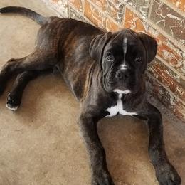 Boxer Puppies from Rumar Boxers