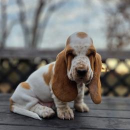 Toby 2700.00 - Red and white male Basset Hound puppy in Denison, Texas from Emma Lou's Baby Bassets
