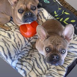 French Bulldog All Grown Up from Excuse My Frenchie Co