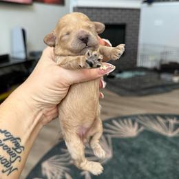 Girl 1 - Apricot female Poodle puppy in Lees Summit, Missouri from Divine K9s LLC