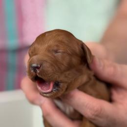 Yellow - Red  female Goldendoodle puppy in Herriman, Utah from Sunnydoodle Utah